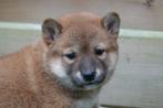 Prachtige Shiba inu pups (ouders aanwezig), Dieren en Toebehoren, Honden | Poolhonden, Keeshonden en Oertypen, België, Overige rassen