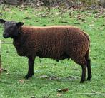 Blauwe texel ram, 8 maanden. Vaste prijs, Dieren en Toebehoren, Schapen, Geiten en Varkens