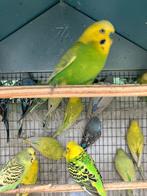 GEEL/GROENE GRASPARKIETJES VANAF 15 EURO/KOPPEL, Dieren en Toebehoren, Vogels | Parkieten en Papegaaien, Meerdere dieren, Parkiet