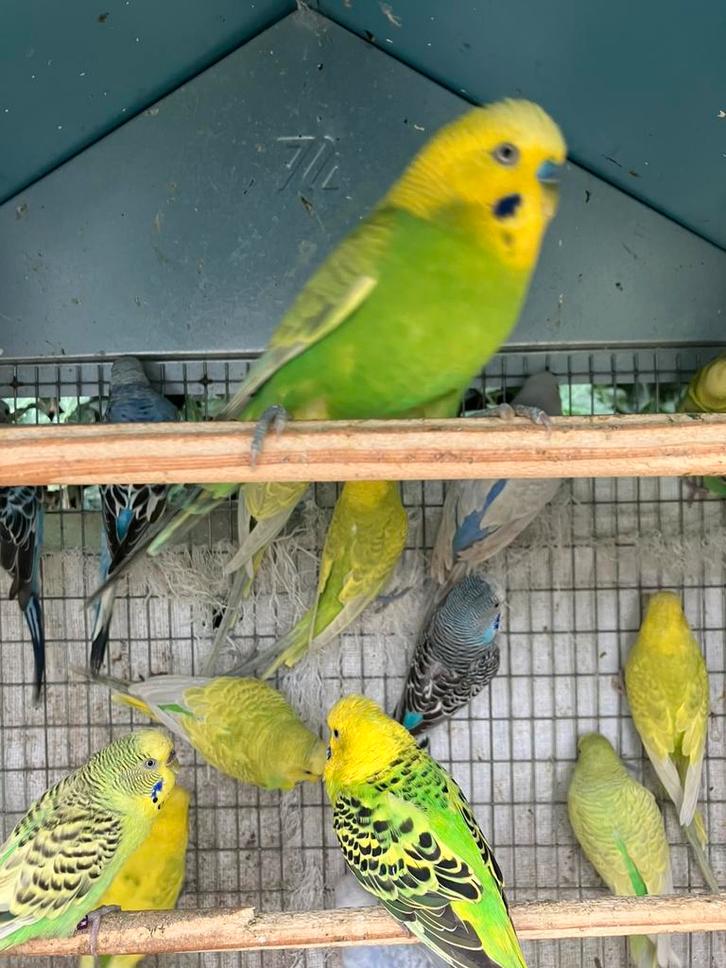 GEEL/GROENE GRASPARKIETJES VANAF 15 EURO/KOPPEL, Dieren en Toebehoren, Vogels | Parkieten en Papegaaien, Parkiet, Meerdere dieren