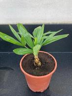 trachycarpus fortunei, Tuin en Terras, Ophalen