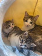 2 kittens en moeder te koop, Enlèvement