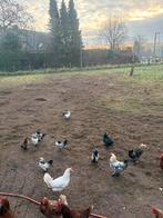 Sierkippen, Dieren en Toebehoren