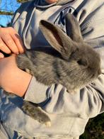 Grijze hangoorkonijntjes, Plusieurs animaux, Petit, Oreilles tombantes, 0 à 2 ans