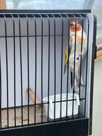 Grote distelvink 2025 bruin, Dieren en Toebehoren, Vogels | Overige Vogels