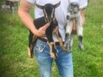 dweggeitjes, Dieren en Toebehoren, Mannelijk, Geit, 0 tot 2 jaar