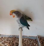 Ficheries, Sexe inconnu, Perroquet nain ou Inséparable