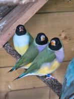 Gouldamadine  koppels te koop, Dieren en Toebehoren, Vogels | Overige Vogels