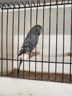 Perruche black face et black wing, Parkiet