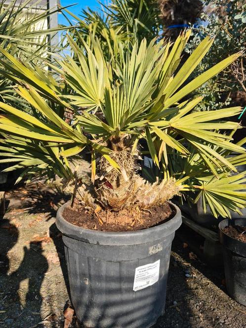 Trithrinax Campestris - Blauwe dadelpalm, Tuin en Terras, Planten | Bomen, Ophalen