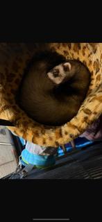 Fret te koop, Dieren en Toebehoren, Knaagdieren, Augustus, Fret, Vrouwelijk, Tam