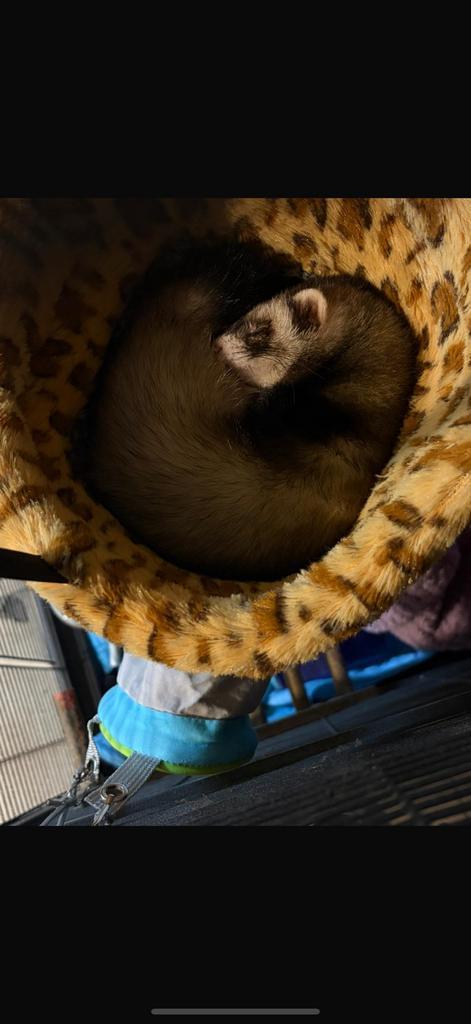 Fret te koop, Dieren en Toebehoren, Knaagdieren, Vrouwelijk, Fret, Augustus, Tam