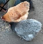 2 Cochin kriel hennen, Femelle, Poule ou poulet