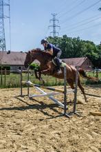 Allround paard, Dieren en Toebehoren, Paarden, Merrie, ZZ, Gechipt, 170 tot 175 cm