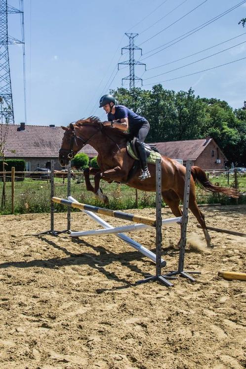 Allround paard, Dieren en Toebehoren, Paarden, Merrie, ZZ, 170 tot 175 cm, 7 tot 10 jaar, Met stamboom, Gechipt, Ontwormd, Ingeënt