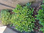 Skimmia Japonica, Ophalen