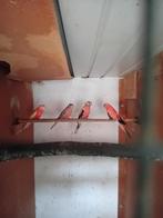 parkieten, Dieren en Toebehoren, Vogels | Parkieten en Papegaaien, Mannelijk, Parkiet