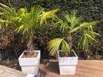 Palmboom in pot, Jardin & Terrasse, Plantes | Jardin, Plein soleil, Enlèvement, Autres espèces, Été