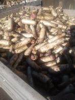 Racine de chicon/Betterave fourragères, Enlèvement, Bétail