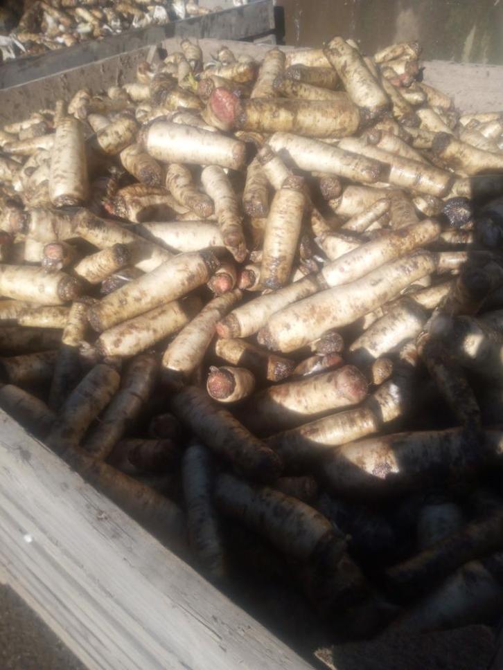 Racine de chicon/Betterave fourragères, Dieren en Toebehoren, Dierenvoeding, Vee, Ophalen