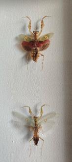 Koppel bidsprinkhaan - creobroter gemmatus, Ophalen of Verzenden