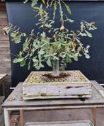Eik bonsai startplant, Tuin en Terras, Ophalen