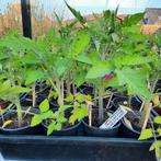 tomatenplanten  en komkommerplanten 5+1 Gratis, Tuin en Terras, Ophalen