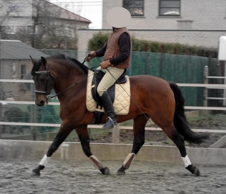 Ter dekking PRE APTO, Dieren en Toebehoren, Paarden en Pony's | Dekhengsten en Fokmerries, Hengst