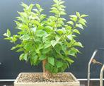 Sering pre bonsai, Lente, Minder dan 100 cm, Volle zon, In pot