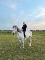 Libelle - D pony - 14 jaar, Dieren en Toebehoren