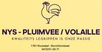 Pluimvee Nys - Leg- en Sierkippen - Vandaag open, Dieren en Toebehoren, Pluimvee, Kip