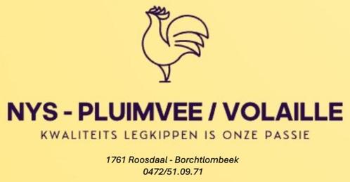 Pluimvee Nys - Leg- en Sierkippen - Vandaag open, Dieren en Toebehoren, Pluimvee, Kip