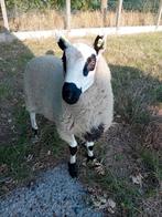Kerry hill ram, Dieren en Toebehoren