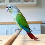 Jonge mannelijke Molina's parkiet (Pyrrhura) EAM, Dieren en Toebehoren, Mannelijk, Papegaai, Tam