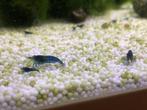 Blue dream garnalen (neocaridina), Dieren en Toebehoren, Vissen | Aquariumvissen, Kreeft, Krab of Garnaal, Zoetwatervis, Schoolvis