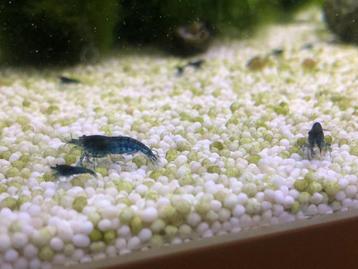 Blue dream garnalen (neocaridina) beschikbaar voor biedingen