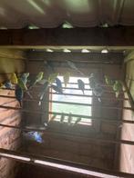 Grasparkieten te koop, Dieren en Toebehoren