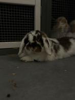 Lapins nains beliers à vendre, Animaux & Accessoires, Lapins, Femelle, Nain, Oreilles tombantes