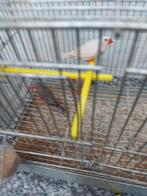 3 Zebravinken mannelijk 10€, Mannelijk, Tropenvogel