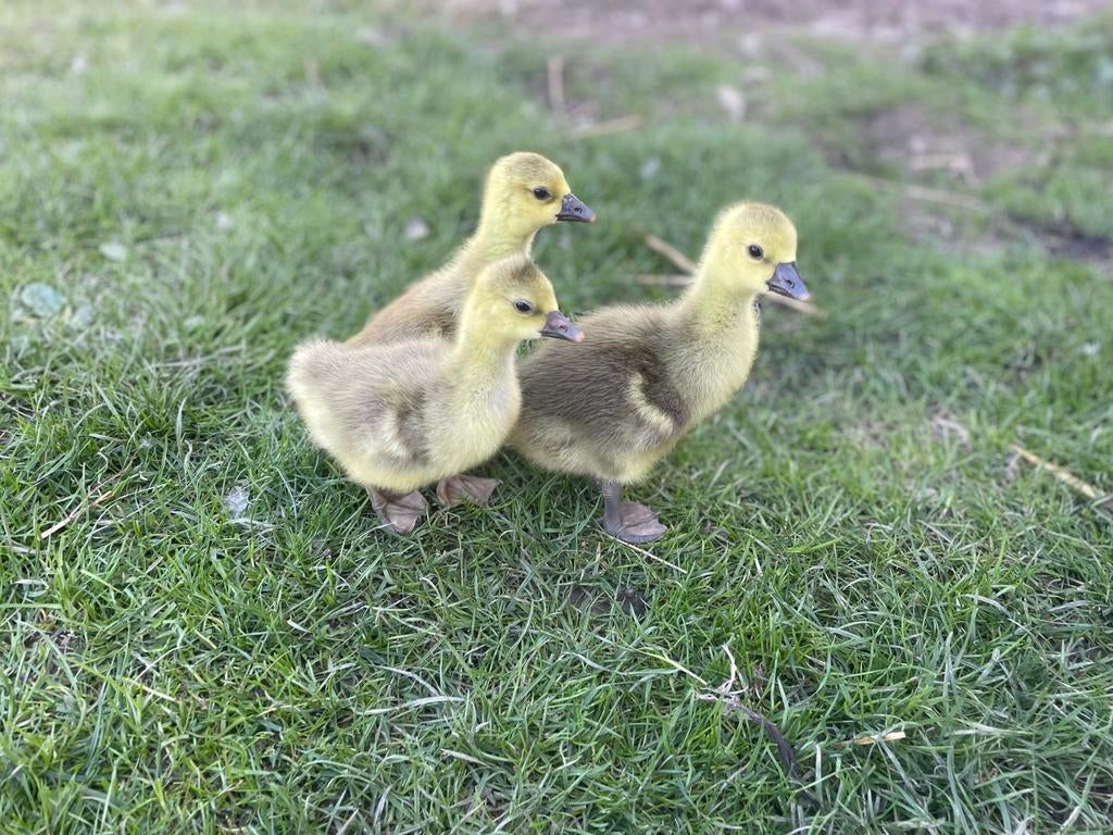 Toulouse gans kuikens beschikbaar, Dieren en Toebehoren, Pluimvee