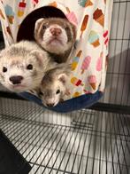 3 lieve fretjes, Augustus, Fret, Meerdere dieren, Tam