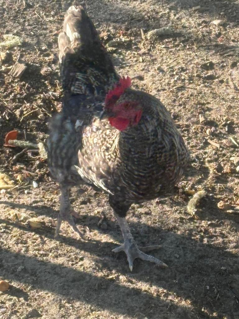 Wit grijze haan, Mâle, Poule ou poulet