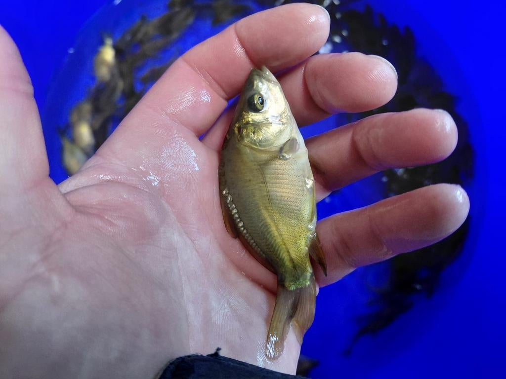 Spiegelkarp, Dieren en Toebehoren