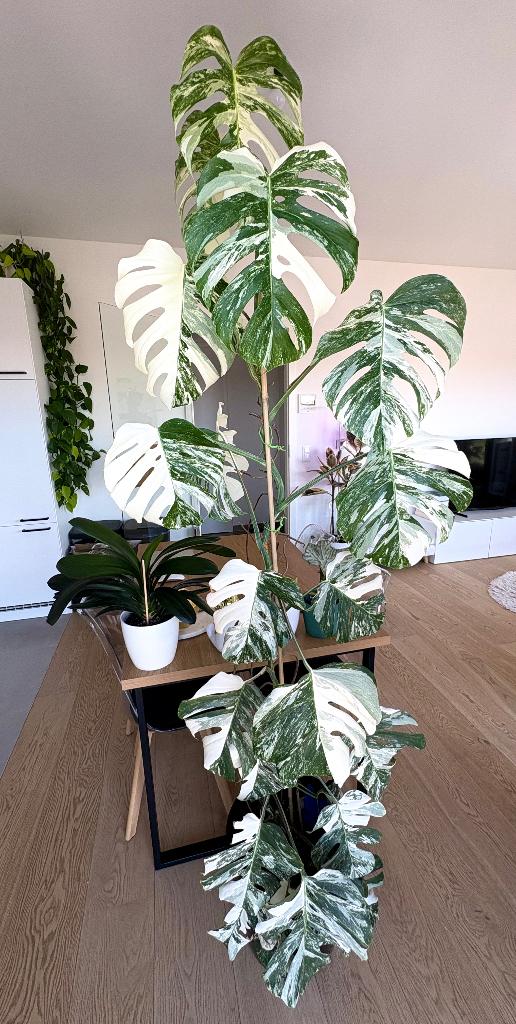 Grande Monstera variegata half moon 205 cm + cache-pot, Maison & Meubles, Plantes d'intérieur, Autres espèces, En pot, Plante verte