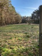 Weide te koop Zutendaal 36 are, Dieren en Toebehoren, Weidegang, 1 paard of pony