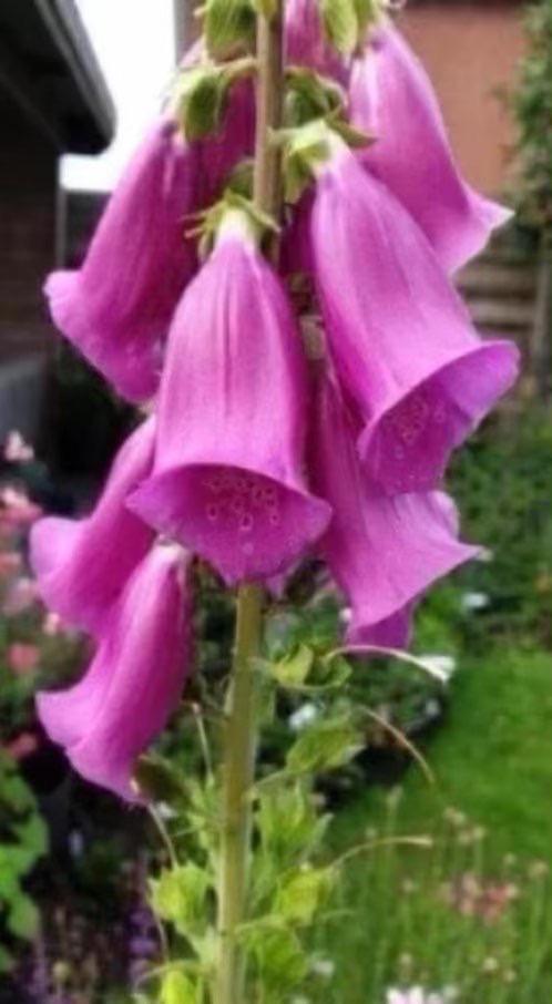 Vingerhoedskruid..hommelplant, Tweejarig, Halfschaduw, Zomer, Ophalen