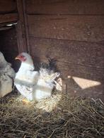 Poules et coq chabo, Animaux & Accessoires, Plusieurs animaux, Poule ou poulet