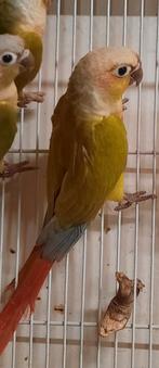 Conure molinae epp, Animaux & Accessoires, Mâle, Bagué