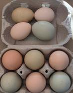 Broedeieren groenlegger, Dieren en Toebehoren, Pluimvee