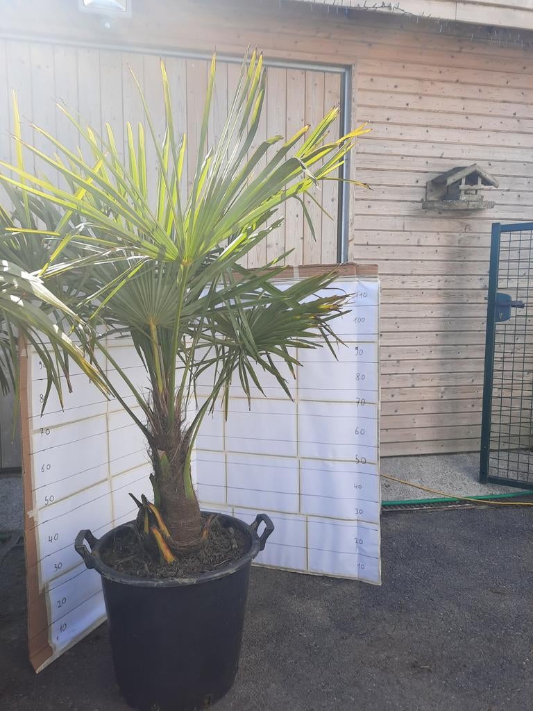 Palmboom winterhard, Tuin en Terras, Planten | Bomen, Ophalen, Palmboom